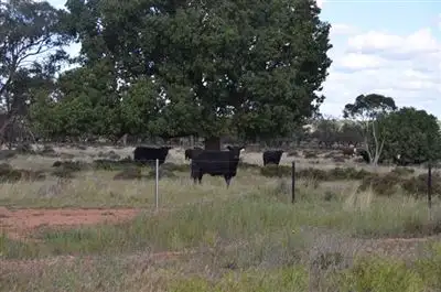 Fourth view of Homely rural property listing, * Currawalla, Condobolin NSW 2877