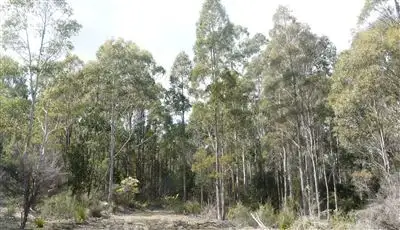 Second view of Homely rural property listing, 481 Priestleys Lane, Birralee TAS 7303