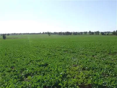 Third view of Homely rural property listing, 77 Boundary Road, Boree Creek NSW 2652
