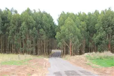 Main view of Homely rural property listing, . Bucks Road, Scotts Creek VIC 3267