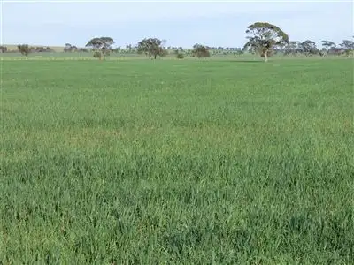 Main view of Homely rural property listing, . Hiscocks Road, Netherby, Nhill VIC 3418