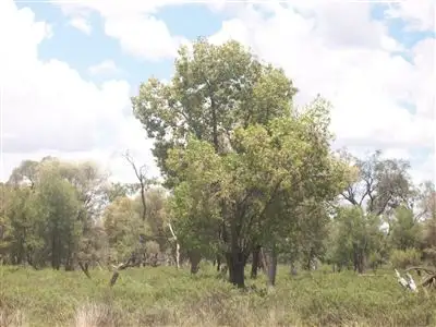 Fourth view of Homely rural property listing, . Number 8, Wyandra QLD 4489