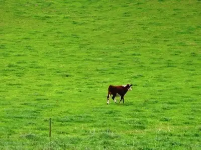 Third view of Homely rural property listing, 27444 Bass Hwy, Marrawah TAS 7330
