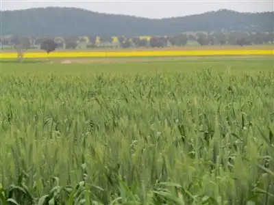 Third view of Homely rural property listing, 1 Pinnacle Road, Grenfell NSW 2810