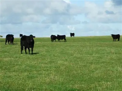 Third view of Homely rural property listing, 120 Don Kendall Drive, Loorana TAS 7256