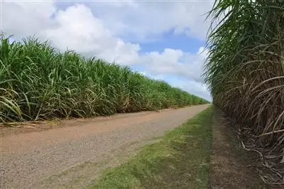Seventh view of Homely rural property listing, 45 Kellys Road (Farm 1), Marian QLD 4753