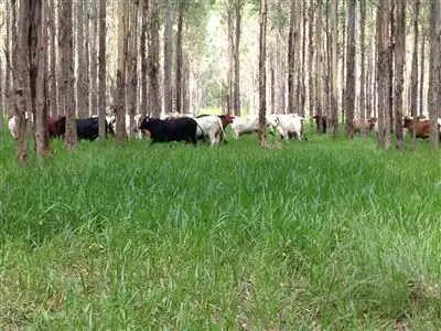 Fifth view of Homely rural property listing, Former Timber Plantations, Miriam Vale QLD 4677