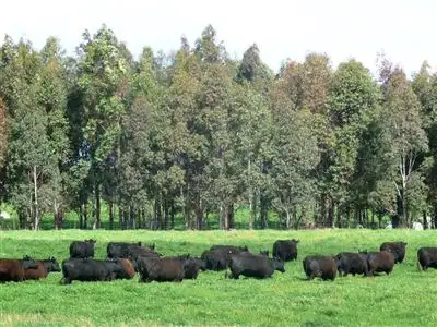 Seventh view of Homely rural property listing, 211 Plunkett Road, Table Top NSW 2640