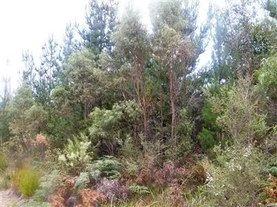 Fourth view of Homely rural property listing, . Bridport Road, Jetsonville TAS 7260