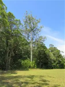 Third view of Homely rural property listing, 1 Fig Tree Lane, North Arm QLD 4561