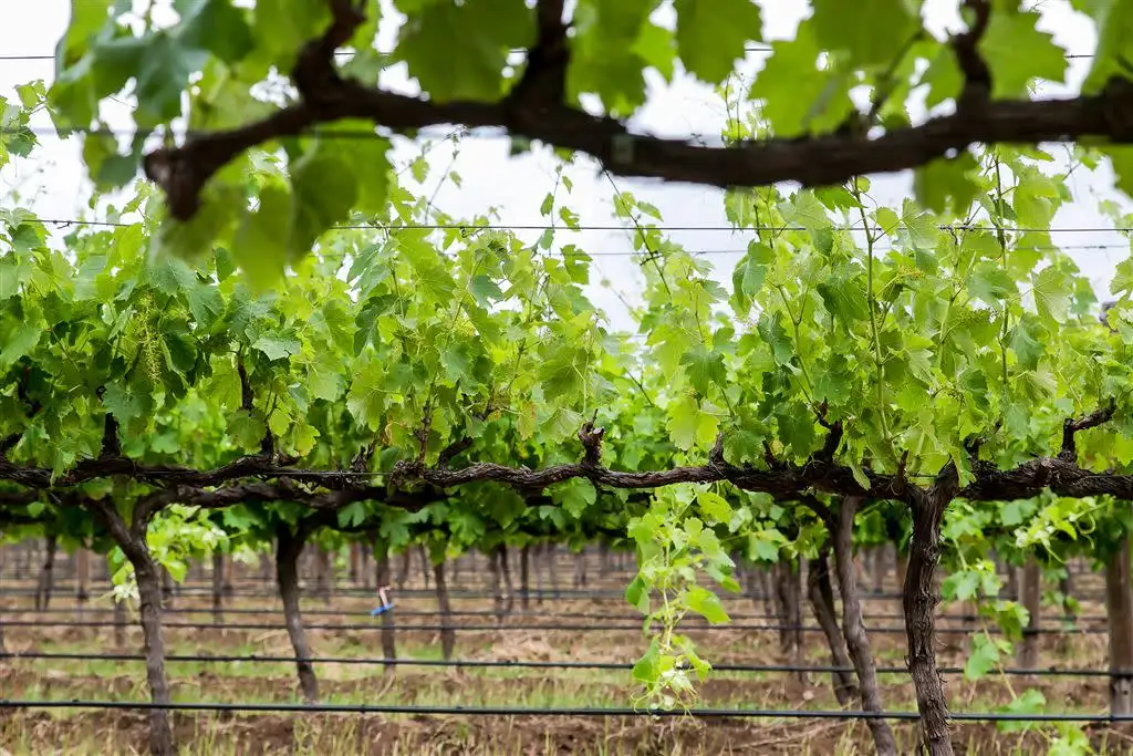 Main view of Homely rural property listing, 274 Hunt Road, Mclaren Vale SA 5171