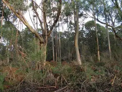 Main view of Homely rural property listing, Lot 11 Ansons Road, Gladstone TAS 7264