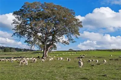 Seventh view of Homely rural property listing, Address available on request