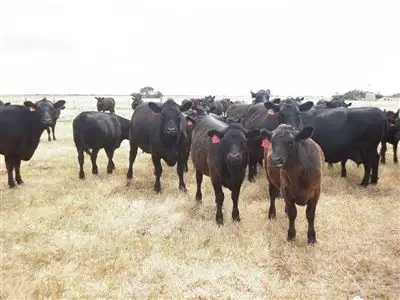 Second view of Homely rural property listing, . Southern Ports Highway, Kingston Se SA 5275