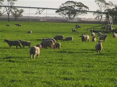 Fourth view of Homely rural property listing, . Wilsons Lane, Narromine NSW 2821
