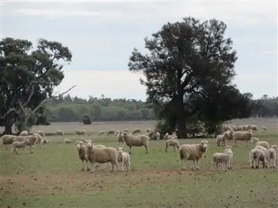 Fifth view of Homely rural property listing, 93 Stringers Road, Boort VIC 3537