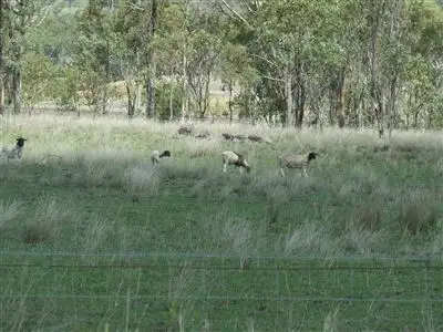 Fifth view of Homely rural property listing, 216 Okeefe Road, Preston QLD 4358