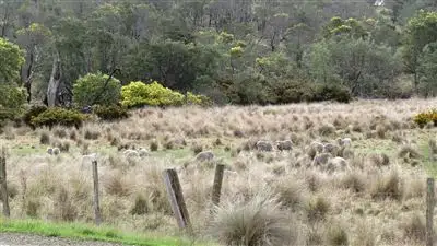 Fourth view of Homely rural property listing, . Bryants Lane, Deddington TAS 7212
