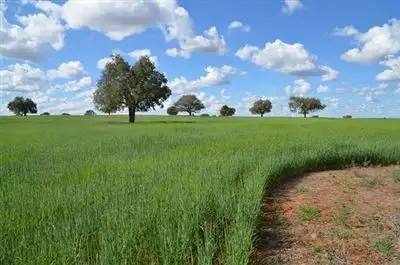 Third view of Homely rural property listing, * Tara Additional, Condobolin NSW 2877