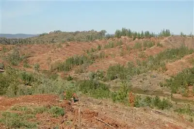 Fourth view of Homely rural property listing, Somerset Pines, Bobs Creek Rd, Carabost, Wagga Wagga NSW 2650