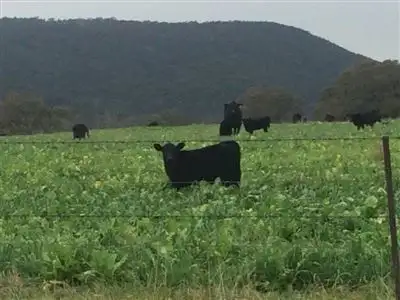 Fifth view of Homely rural property listing, "Echo"/1465 Ten Mile Road, Deepwater NSW 2371