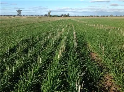 Fifth view of Homely rural property listing, 1585 Savernake Road, Mulwala NSW 2647