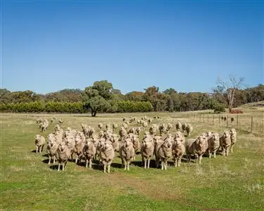 Fourth view of Homely rural property listing, 1680 Euroa - Strathbogie Road, Strathbogie VIC 3666