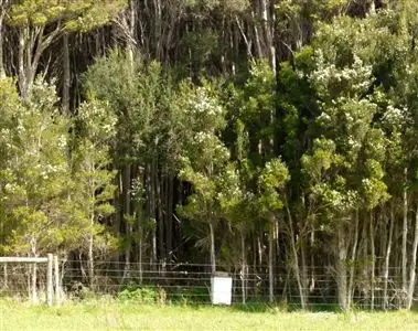 Seventh view of Homely rural property listing, 423 Millers Road, Lymwood TAS 7256