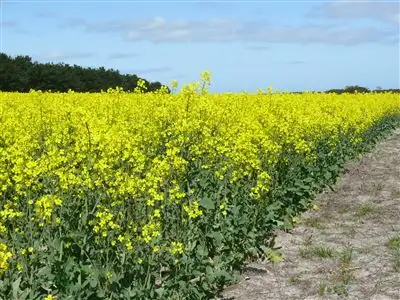 Main view of Homely rural property listing, . Rocky Plains Ridgelands Road, Esperance WA 6450