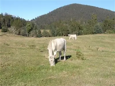 Fourth view of Homely rural property listing, - Peddles Road, Legerwood TAS 7263