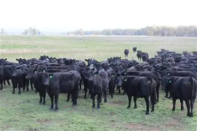 . Neilrex Rd, "Butheroo Aggregation", Coolah NSW 2843