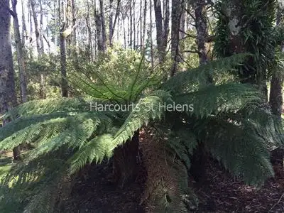 Seventh view of Homely rural property listing, 1062 Lottah Road, Goulds Country TAS 7216