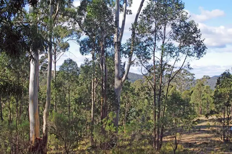 Lot 380 New Station Creek Road, Wyndham NSW 2550