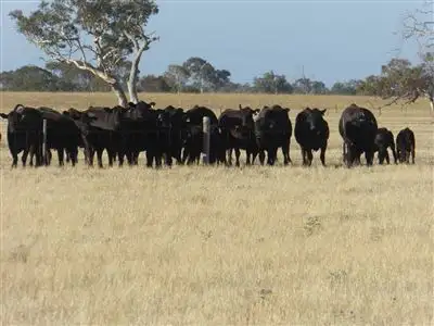 Fifth view of Homely rural property listing, . Martins Camp Road, Keith SA 5267