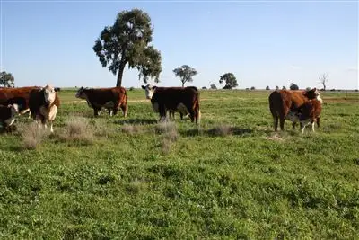 176 Lincoln Lane, Narromine NSW 2821