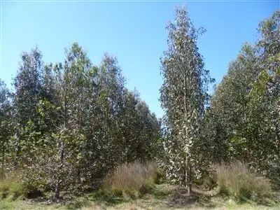 Seventh view of Homely rural property listing, 103ha Ansons Bay Road, St Helens TAS 7216