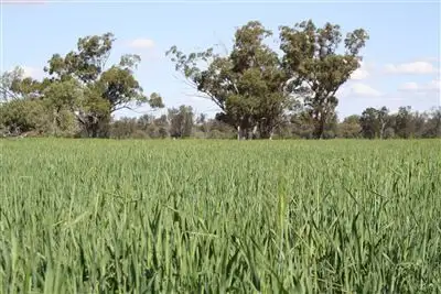 Main view of Homely rural property listing, 12505 Merri Merri Rd, Coonamble NSW 2829