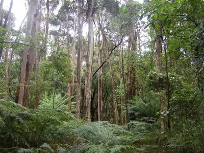 Main view of Homely land listing, 735 Pegarah Road, Naracoopa TAS 7256