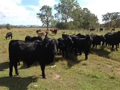 Fourth view of Homely rural property listing, 837 Red Hill Road, Bororen QLD 4678
