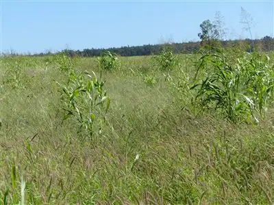 Seventh view of Homely rural property listing, . "Kia Ora", Injune QLD 4454