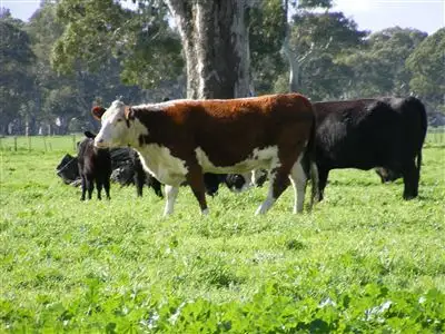 Fourth view of Homely rural property listing, Address available on request