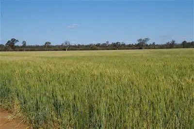 Third view of Homely rural property listing, 8418 Come By Chance Road, Pilliga NSW 2388