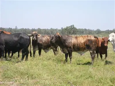 Sixth view of Homely rural property listing, . "Taroom Waterhole Paddocks", Taroom QLD 4420