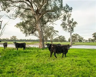 Fourth view of Homely rural property listing, 000 "Mogolimby Estate", Euroa VIC 3666