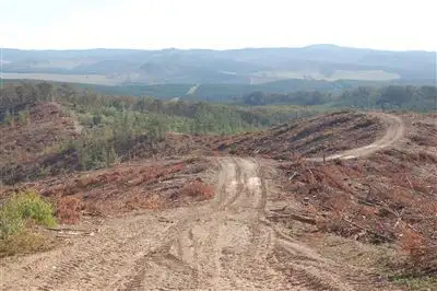 Second view of Homely rural property listing, Somerset Pines, Bobs Creek Rd, Carabost, Wagga Wagga NSW 2650