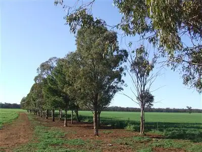 Main view of Homely rural property listing, "AFTON" 323 Donaldson's Road, Narrandera NSW 2700