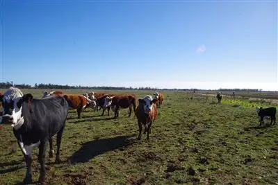 Second view of Homely rural property listing, 283 Ison Road, Narrabri NSW 2390