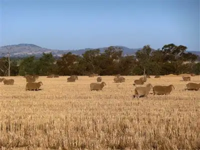 253 Stein Road, Henty NSW 2658