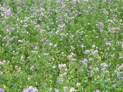 Fifth view of Homely rural property listing, 58 Manna Burcher Road, Forbes NSW 2871