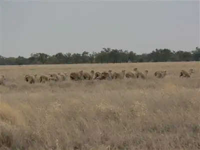 Seventh view of Homely rural property listing, . Harriman Park, Cunnamulla QLD 4490